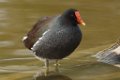 Common Gallinule 2014-01-25_11